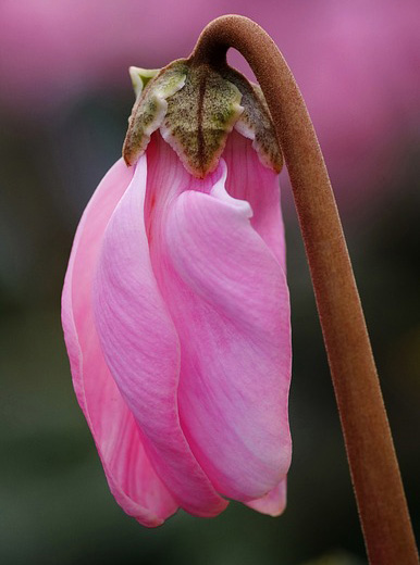 Cyclamen