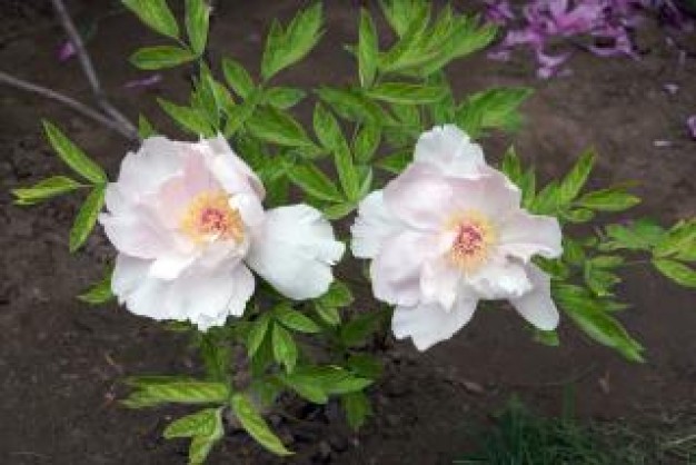 Peonia