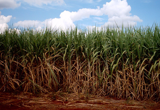 Caña de Azúcar